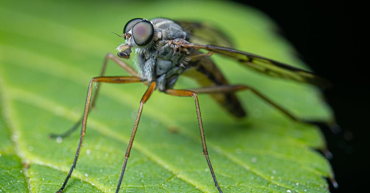 Comment Ã©loigner les moustiques remÃ¨de de Grand-mÃ¨re ?